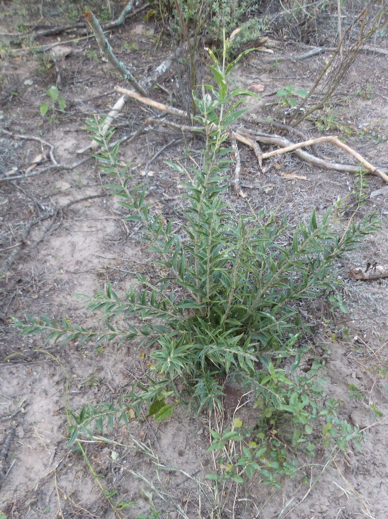 صورة Aspidosperma quebracho-blanco Schltdl.