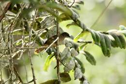 Eurillas gracilis (Cabanis 1880) resmi