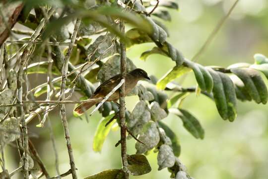 Image of Little Grey Greenbul