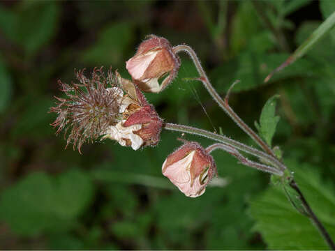 Image of Water Avens