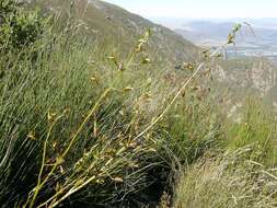 Image of Acrolophia capensis (P. J. Bergius) Fourc.