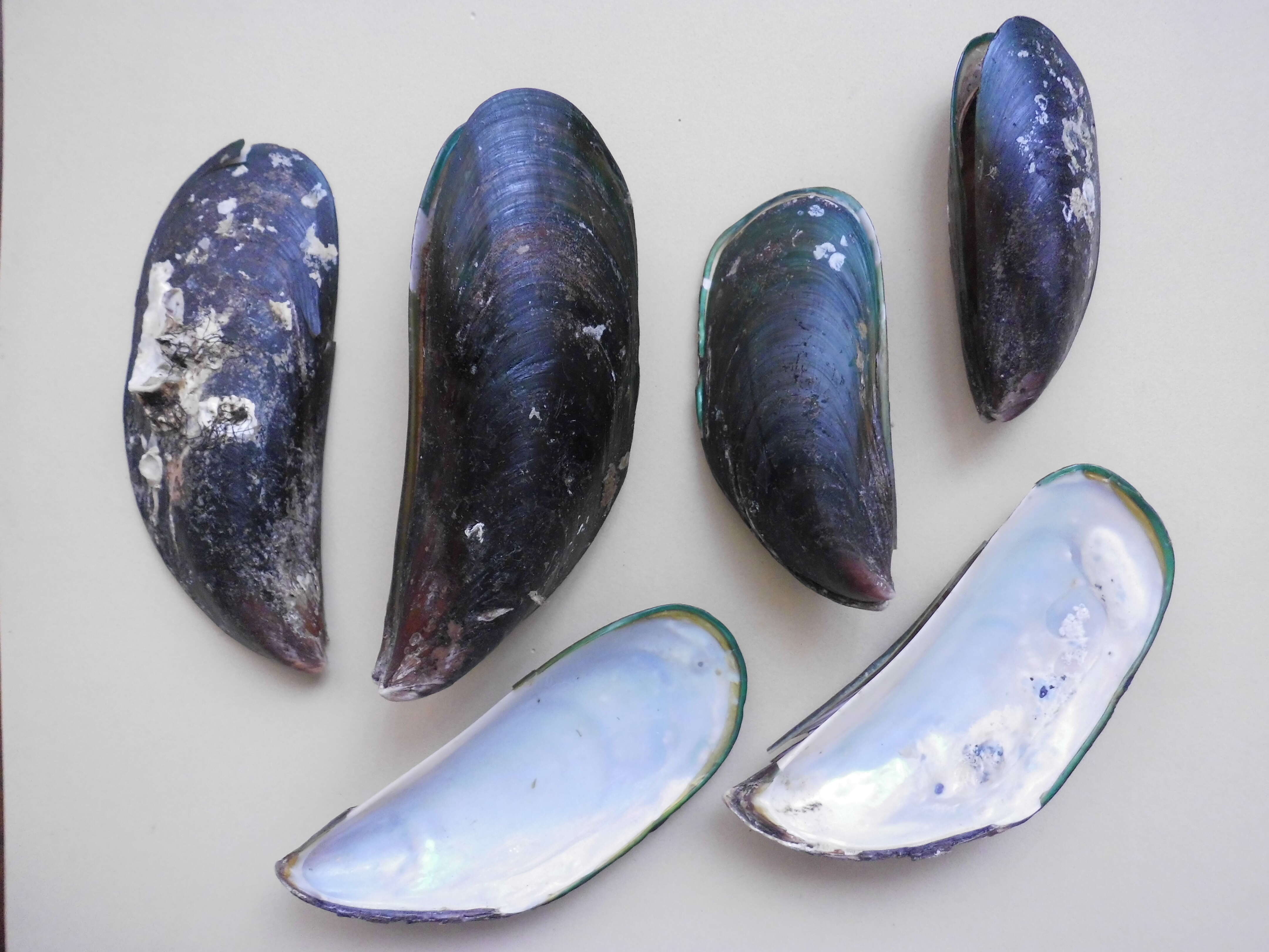 Image of Green mussel