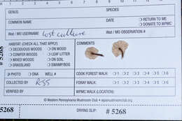 Marasmiellus praeacutus (Ellis) Halling 1987 resmi