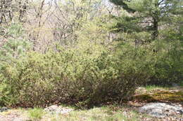 Image of American Common Juniper