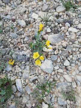 Image de Linum campanulatum L.