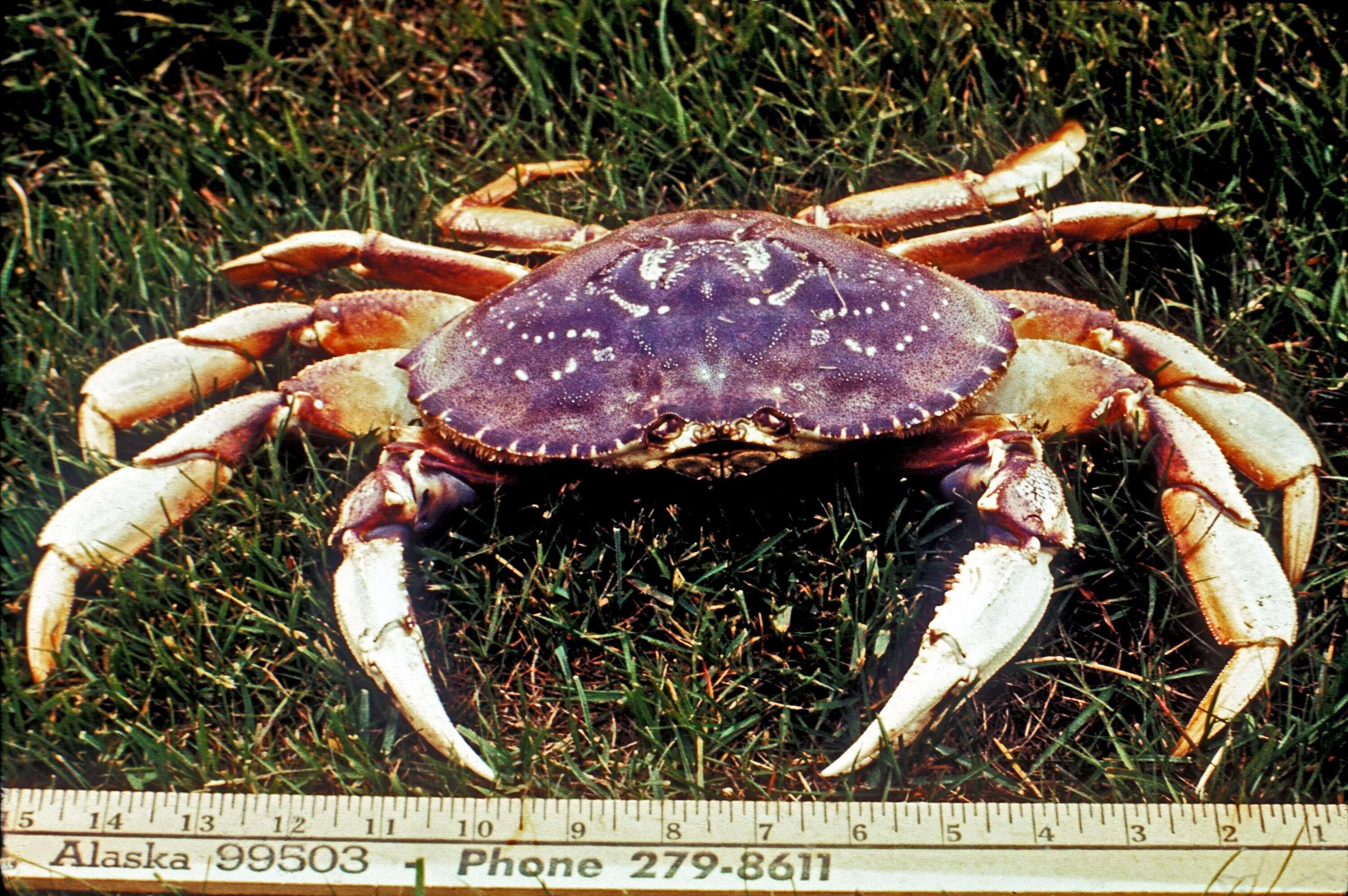 Image of Metacarcinus magister