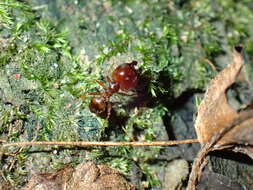 Image of Pheidole akermani Arnold 1920