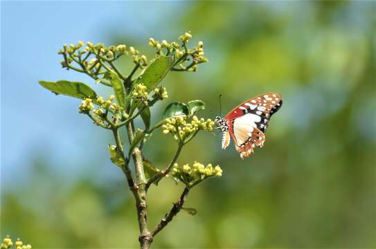 <i>Graphium <i>angolanus</i></i> angolanus resmi