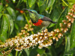 Image of Eastern Double-collared Sunbird