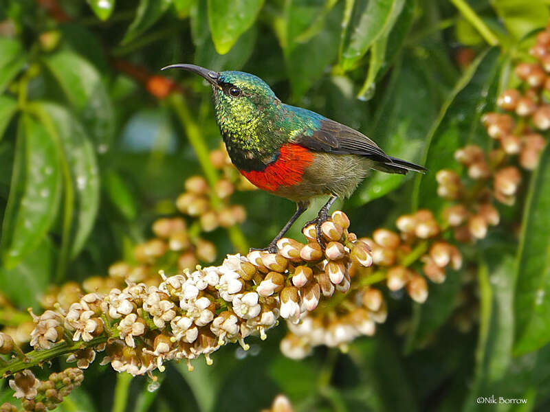 Image of Eastern Double-collared Sunbird