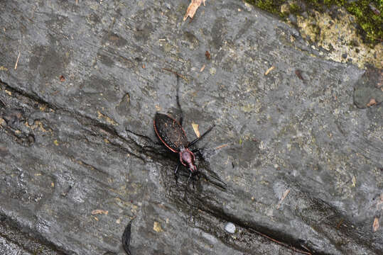 Image of Carabus (Coptolabrus) nankotaizanus Kano 1932