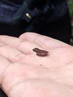 Image of Black-spotted Tree Frog