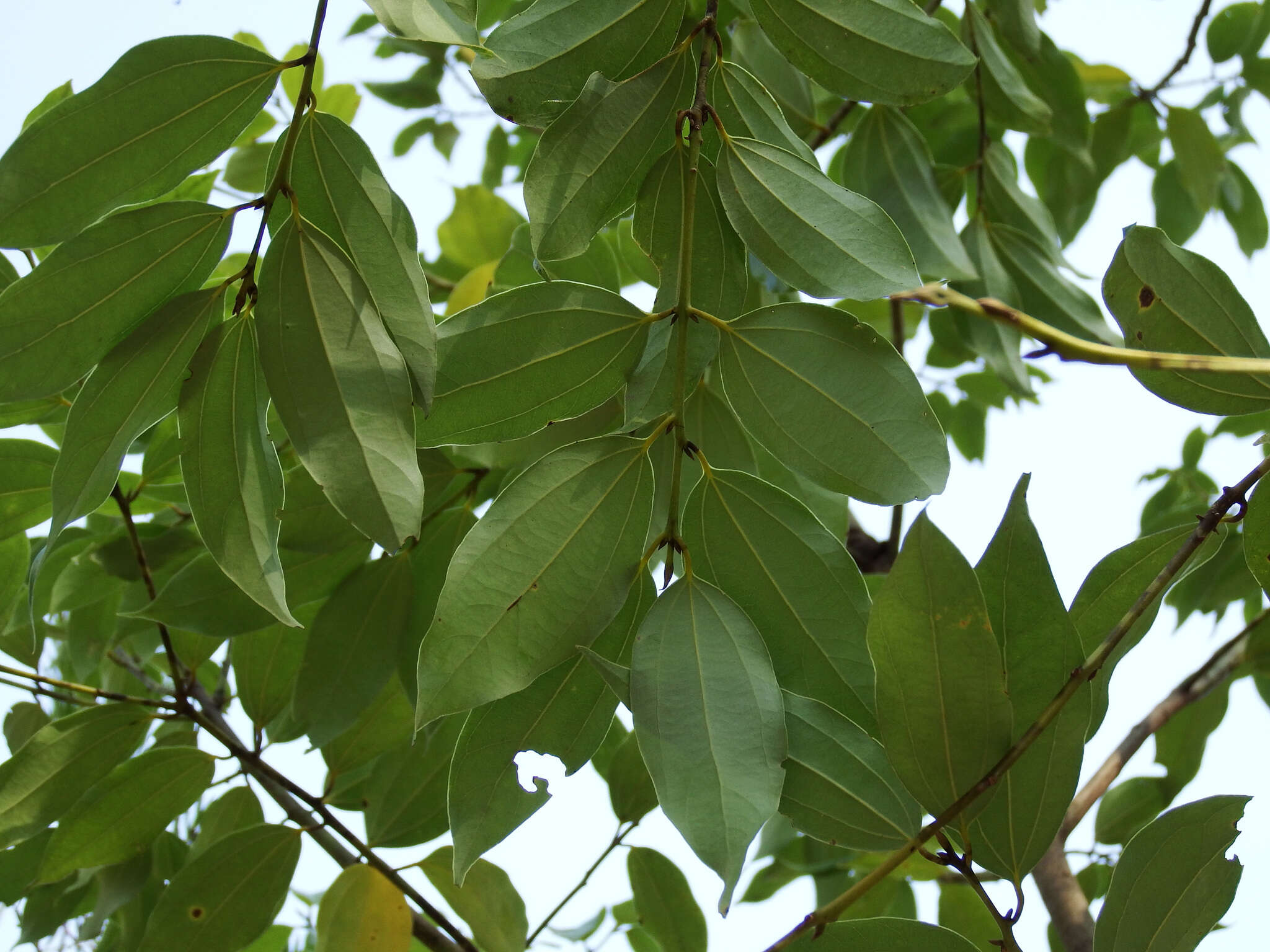 Image de Cinnamomum osmophloeum Kaneh.