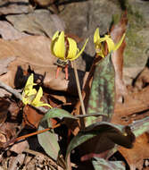 Image of dogtooth violet