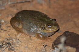 Image of Eastern Water-holding Frog