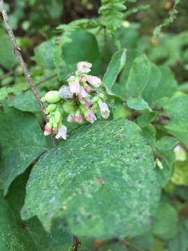 Image of common snowberry