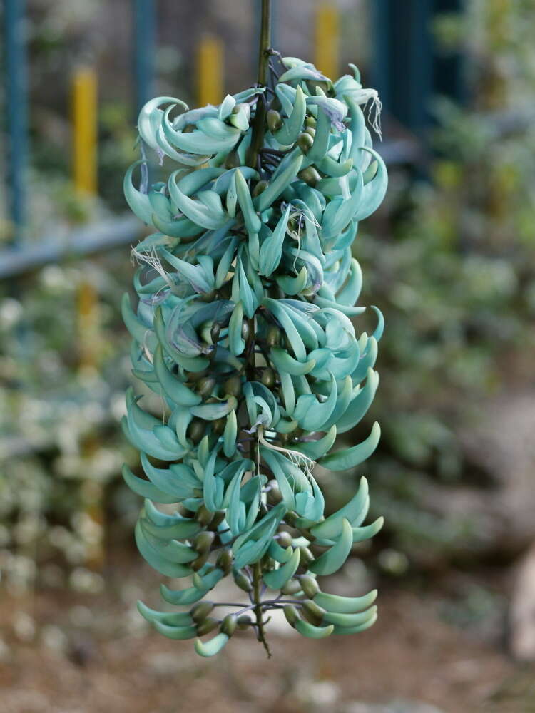 Image of Jade Vine