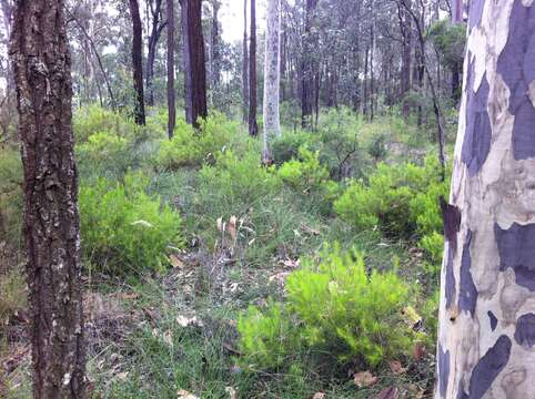 Imagem de Persoonia pauciflora P. H. Weston