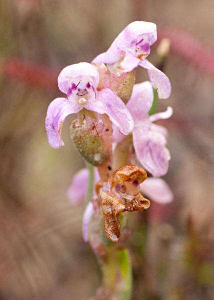 Image of Disa tenella subsp. tenella