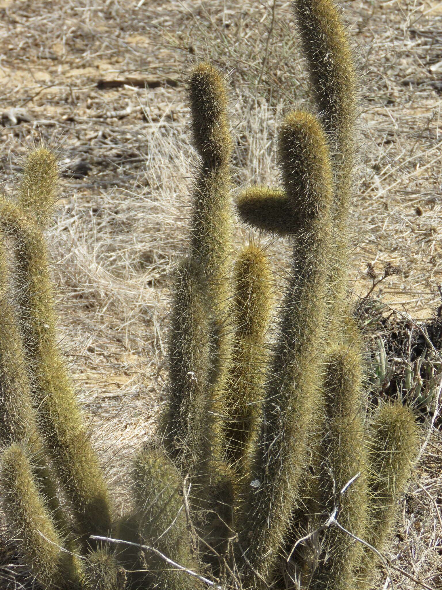 Image of snakecactus