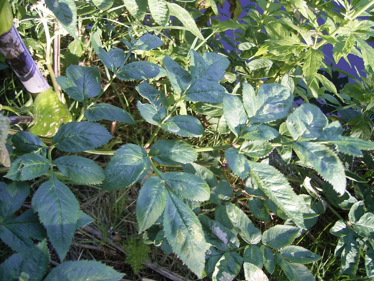 Image of wild angelica