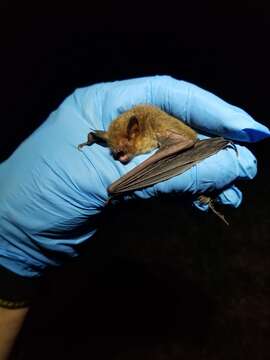 Image of Gray Myotis