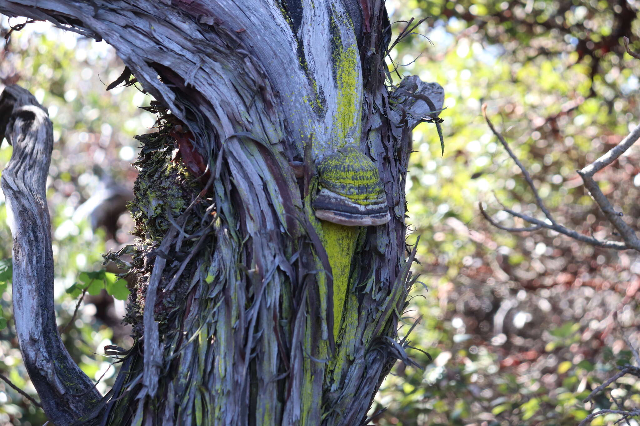 Image of woollyleaf manzanita