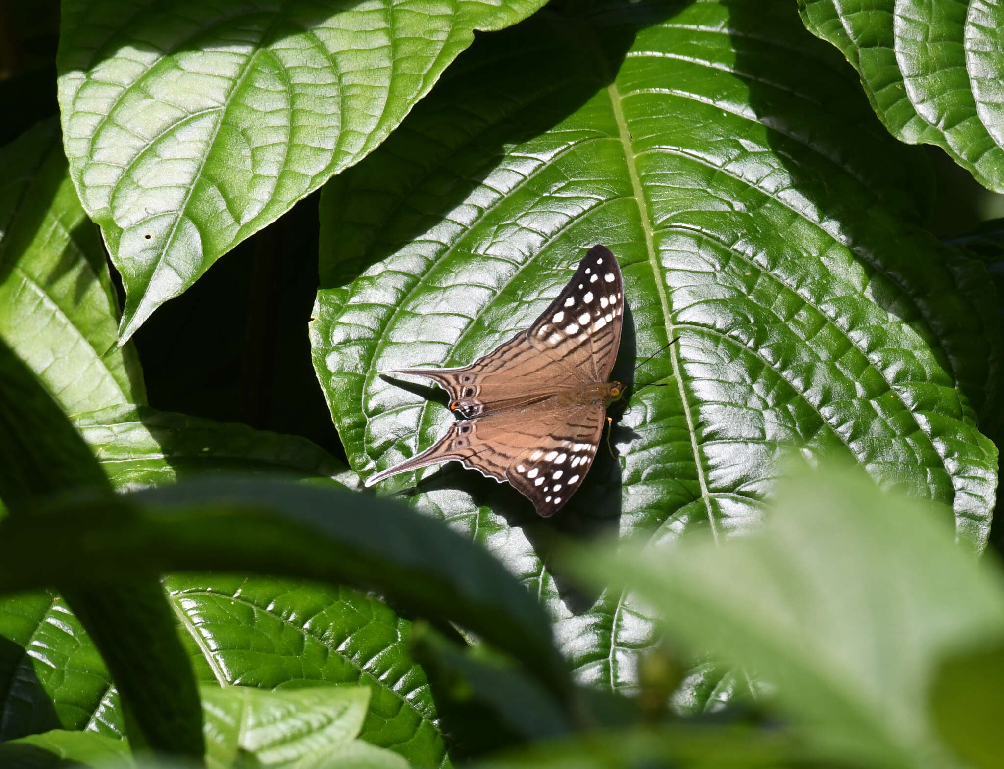 Image of Dappled Daggerwing