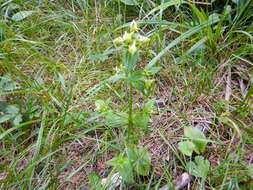 Image of American spurred gentian