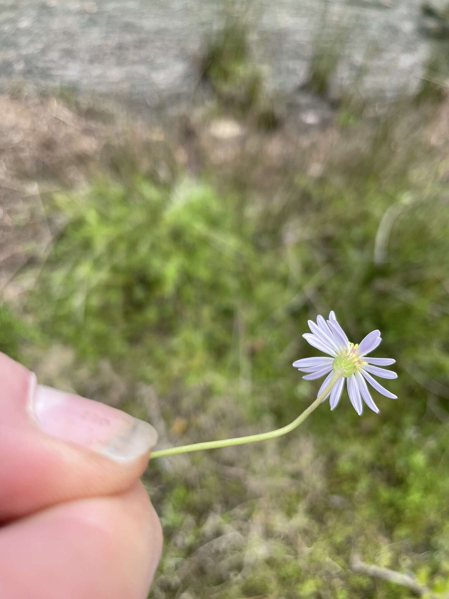 Sivun Brachyscome graminea (Labill.) F. Müll. kuva