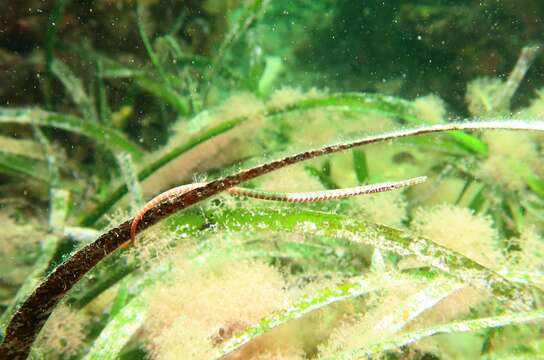 Image of Southern Gulf pipefish