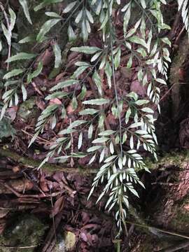 Sivun Pteris hexagona (L.) Proctor kuva