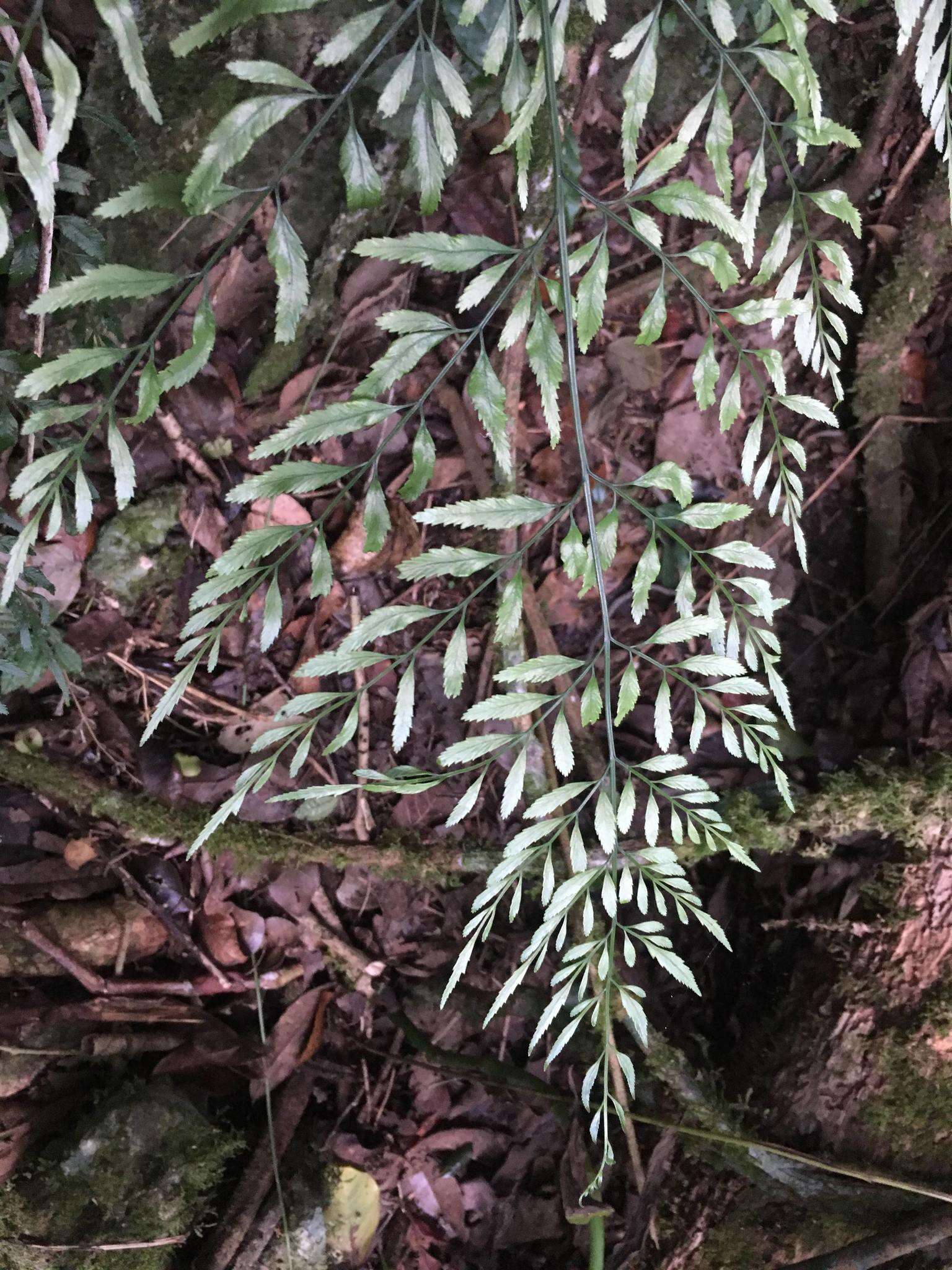 Imagem de Pteris hexagona (L.) Proctor