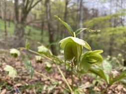 Image of Helleborus viridis subsp. occidentalis (Reuter) Schifner