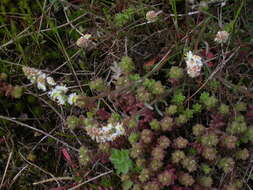 Image of Sesamoides purpurascens (L.) G. López González