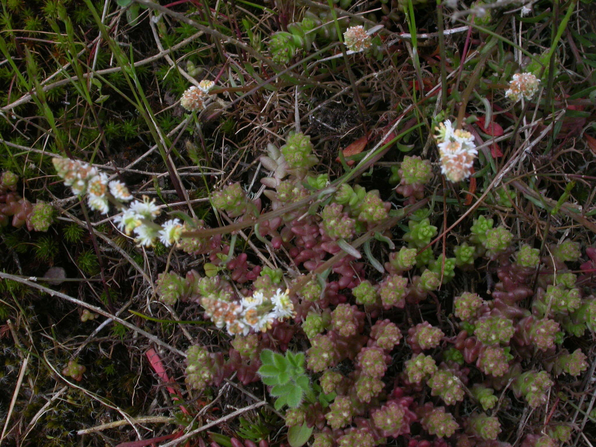 Image of Sesamoides purpurascens (L.) G. López González