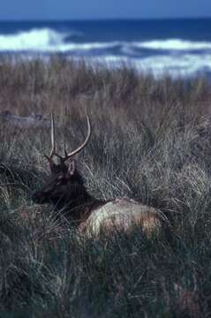 Cervus canadensis roosevelti的圖片