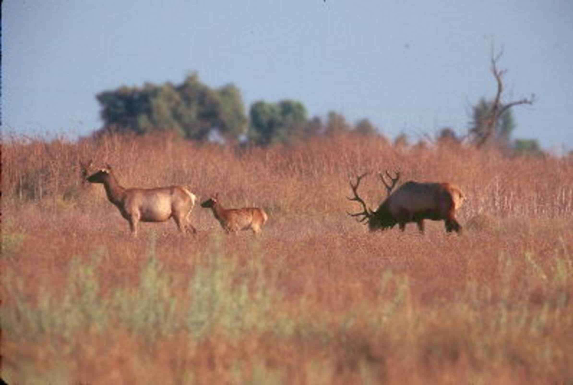 Image of Cervus canadensis nannodes