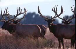 Image of Cervus canadensis nannodes