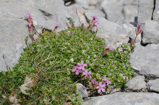 Imagem de Saponaria caespitosa DC.