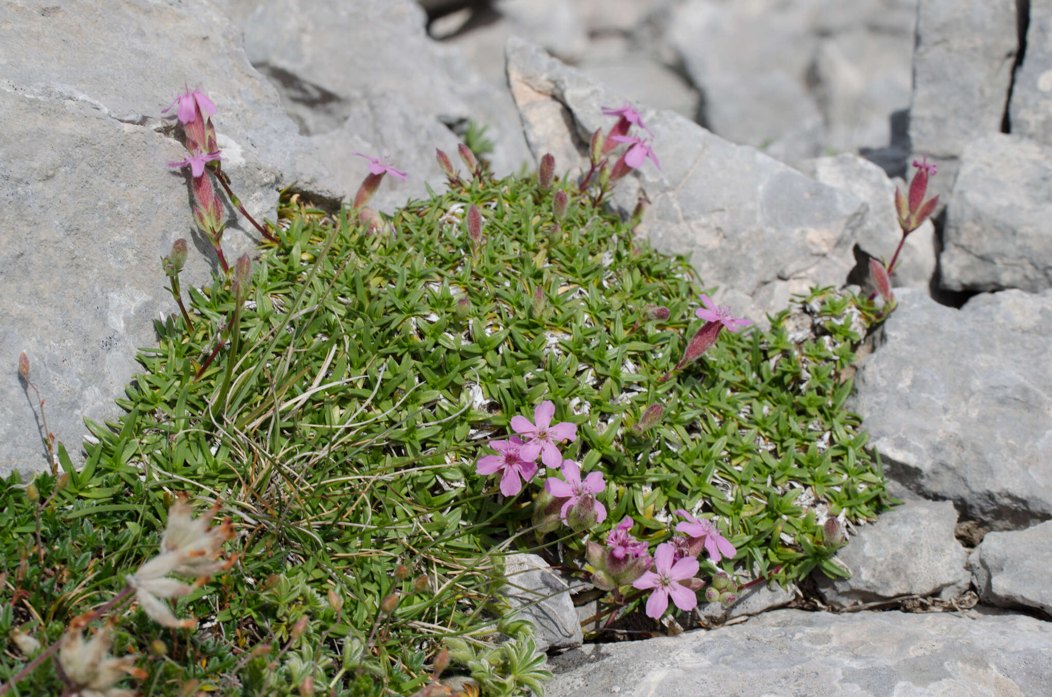 Plancia ëd Saponaria caespitosa DC.