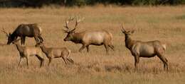 Image of Cervus canadensis nannodes