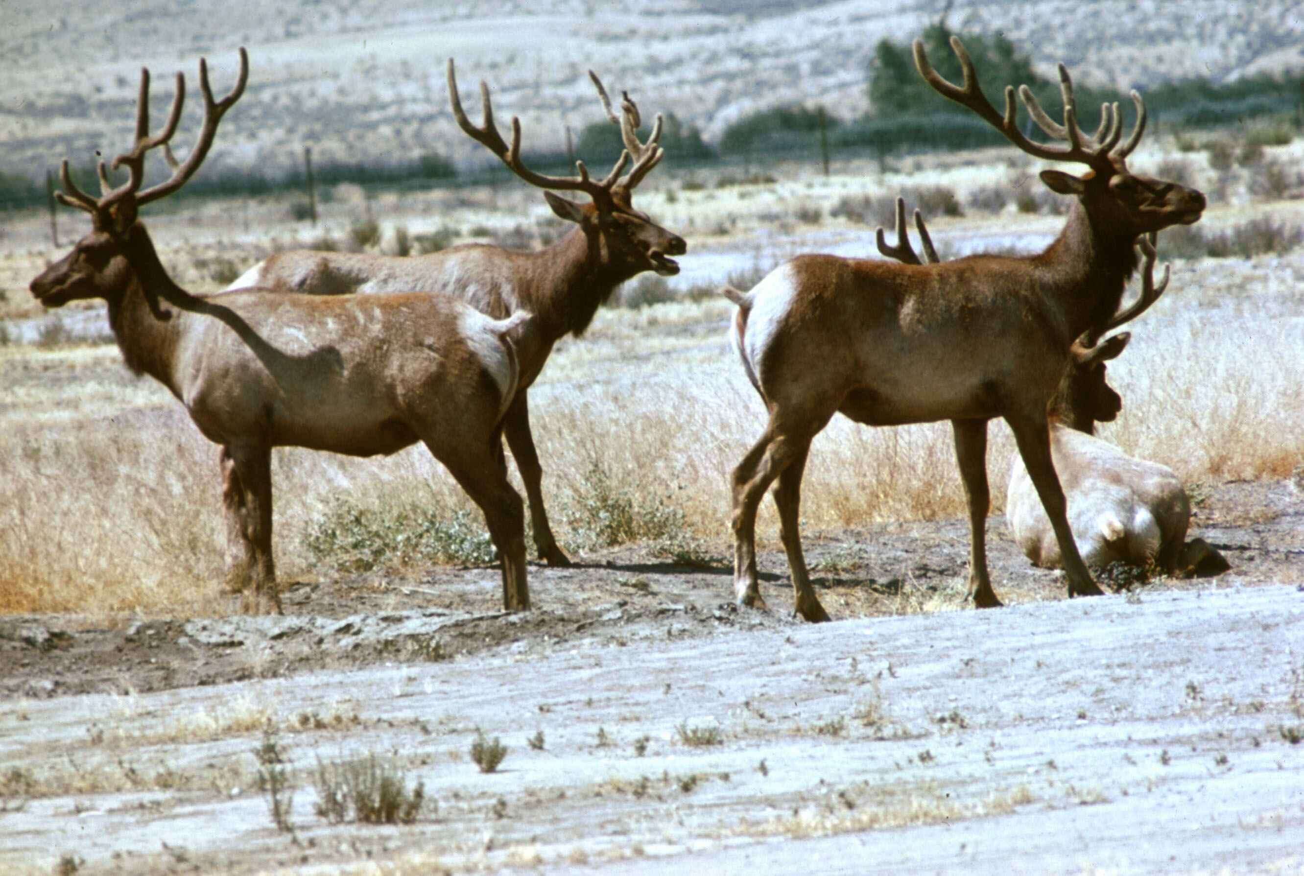 Image of Cervus canadensis nannodes