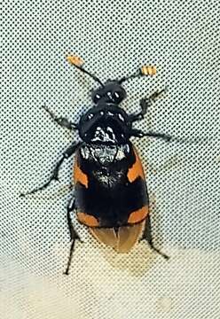 Image of Nicrophorus (Nicrophorus) quadrimaculatus (Matthews & A. 1887)