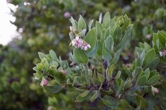 Sivun Arctostaphylos virgata Eastw. kuva