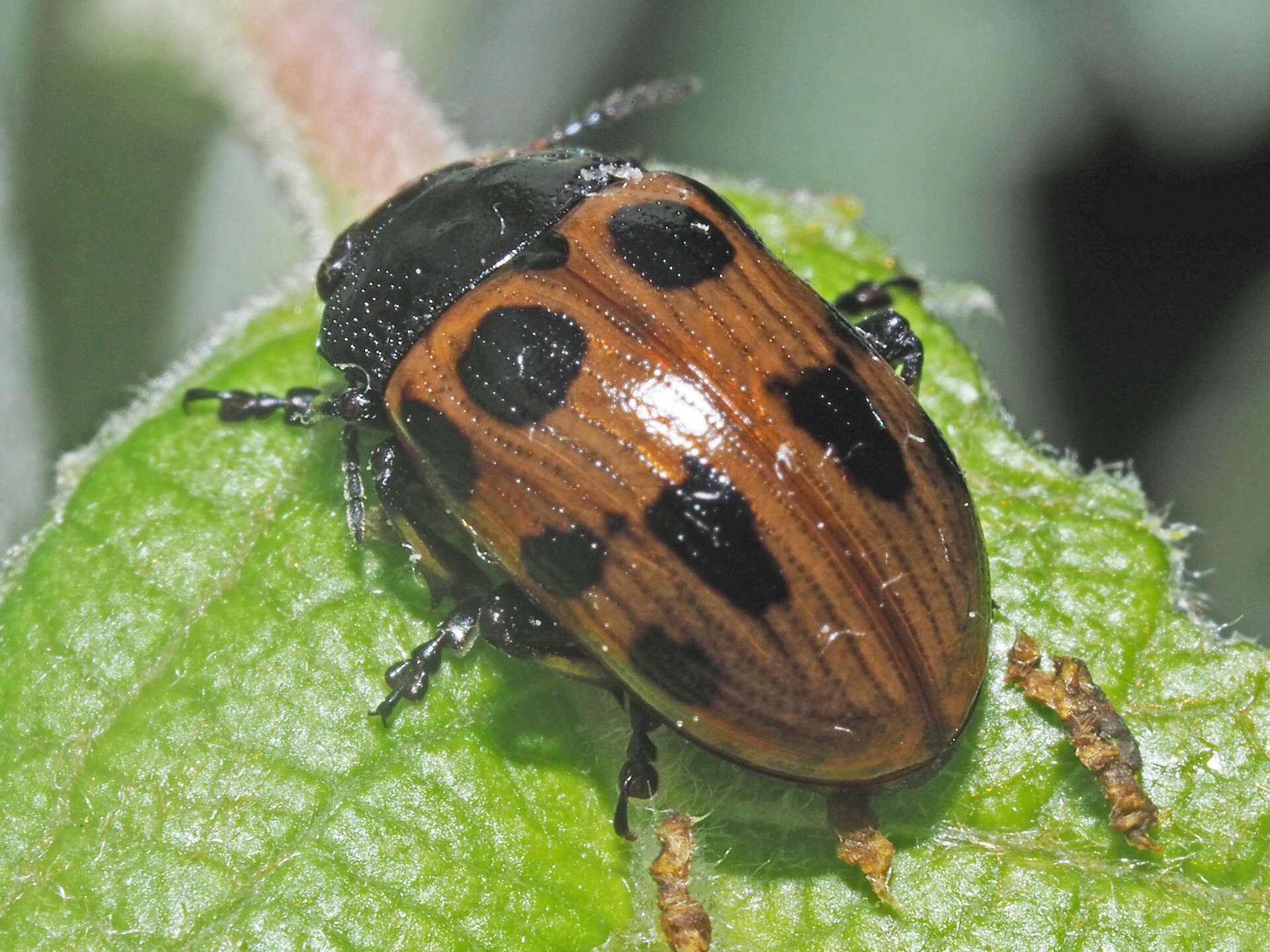 Image of Gonioctena linnaeana (Schrank 1781)