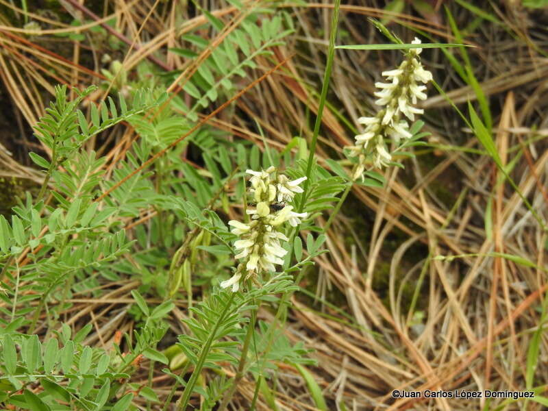 Image of Astragalus strigulosus Kunth