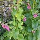 Imagem de Digitalis purpurea subsp. purpurea