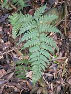 Plancia ëd Athyrium arisanense (Hayata) Tag.