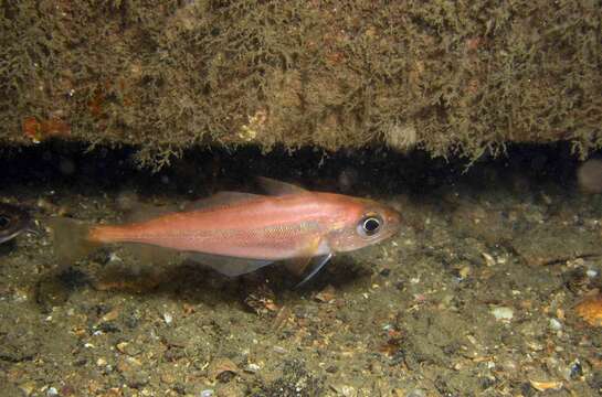 Image of Trisopterus